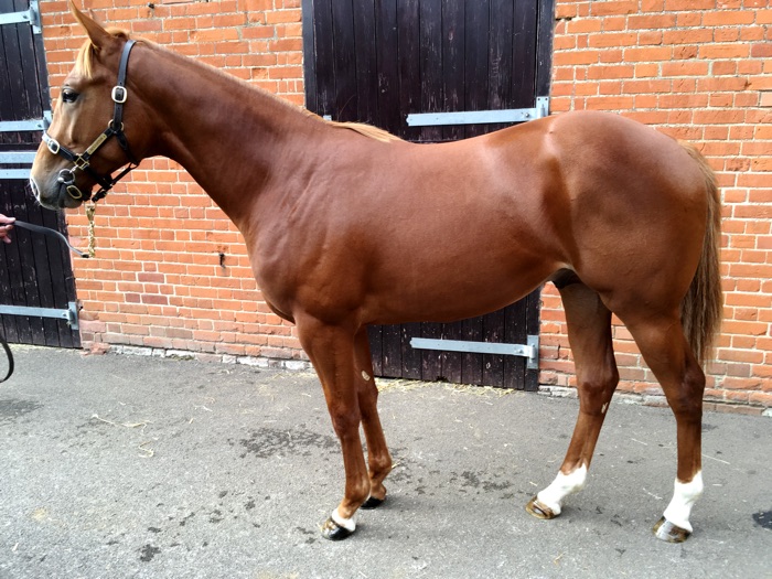 LOT 1334 - Equiano (FR) / Dularame (IRE) Ch.C.