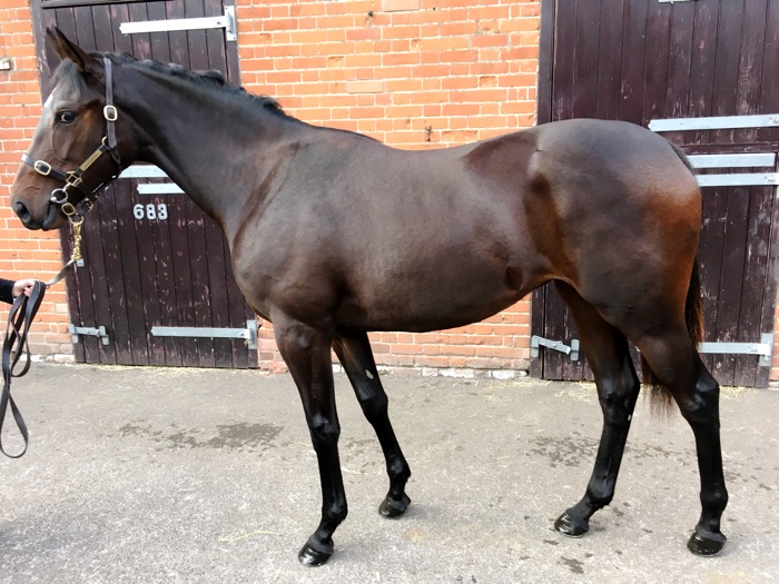 LOT 1338 - Iffraaj (GB) / Electra Star (GB) B/Br.F.