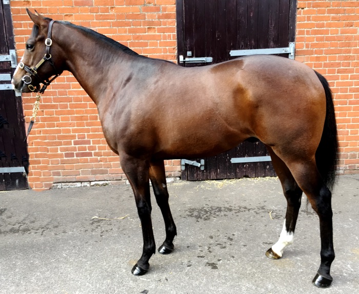 LOT 1356 - Makfi (GB) / Frequent (GB) B.C.