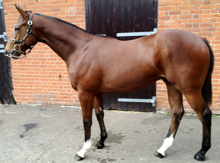 LOT 1466 - Helmet (AUS) / Reem Star (GB) B.C.