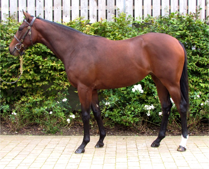 LOT 1468 - Canford Cliffs (IRE) / Reyamour (GB) B.F.