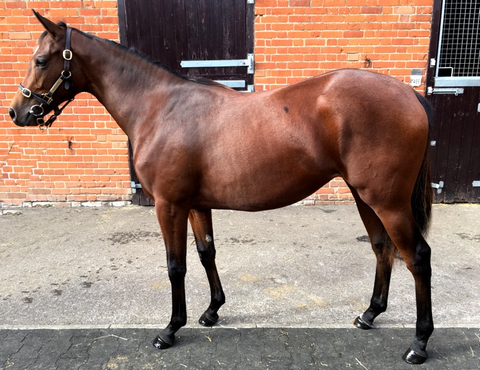 LOT 1537 - Mayson (GB) / World Spirit (GB) B.F.