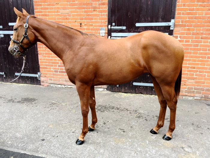 LOT 1608 - Pastoral Pursuits (GB) / Delphic Way (GB) Ch.F.