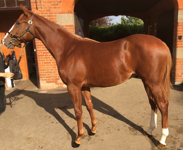 LOT 1684 - Compton Place (GB) / Miss Dixie (GB) Ch.C.