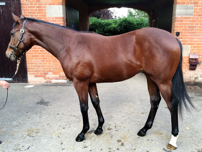 LOT 1688 - Mount Nelson (GB) / Myriades d'Etoiles (IRE) B.C.