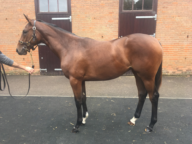 Lot 113 - Shamardal (USA) / Mount Elbrus (GB) B.F.