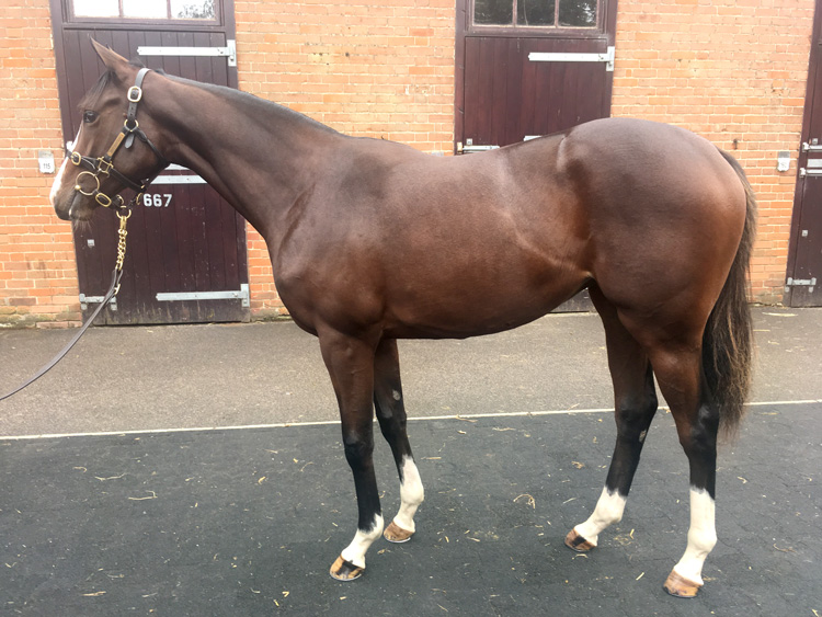 Lot 243 - Camelot (GB) / Spritza (IRE) B.F.