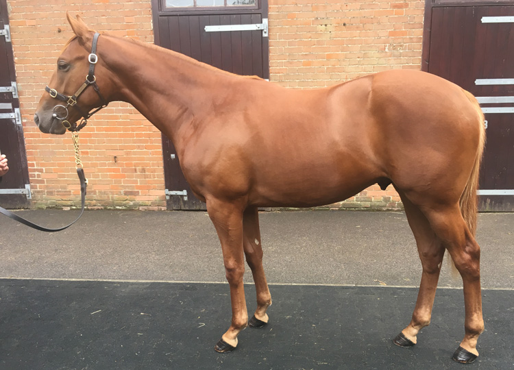 Lot 315 - Dawn Approach (IRE) / Al Baidaa (GB) Ch.C.