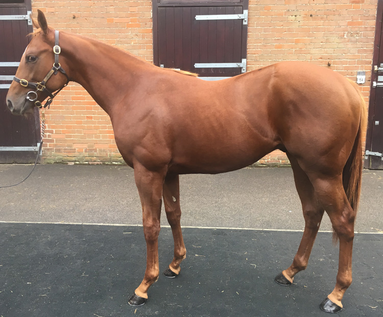 Lot 365 - Born To Sea (IRE) / Bella Bella (IRE) Ch.C.