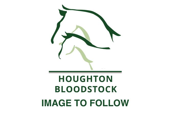 Lot 1576 - Fountain of Youth (IRE) / River Song (USA) B.F. (GB)