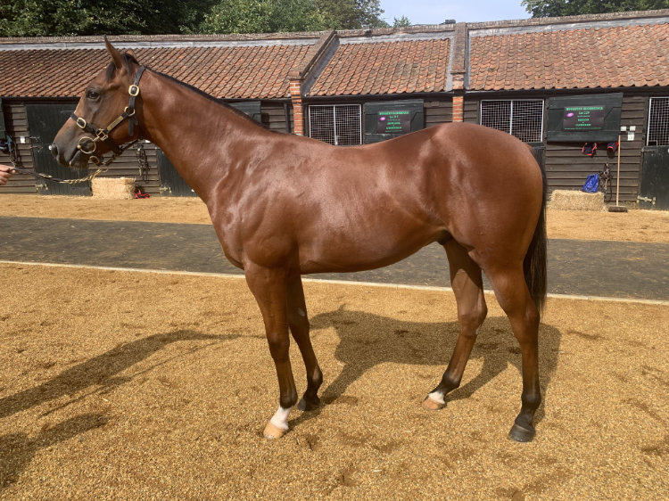 Hot Streak (IRE) / Jasmine Royale (GB) B.C. (GB)