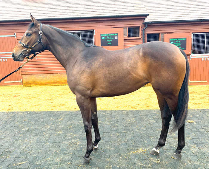 Lot 62