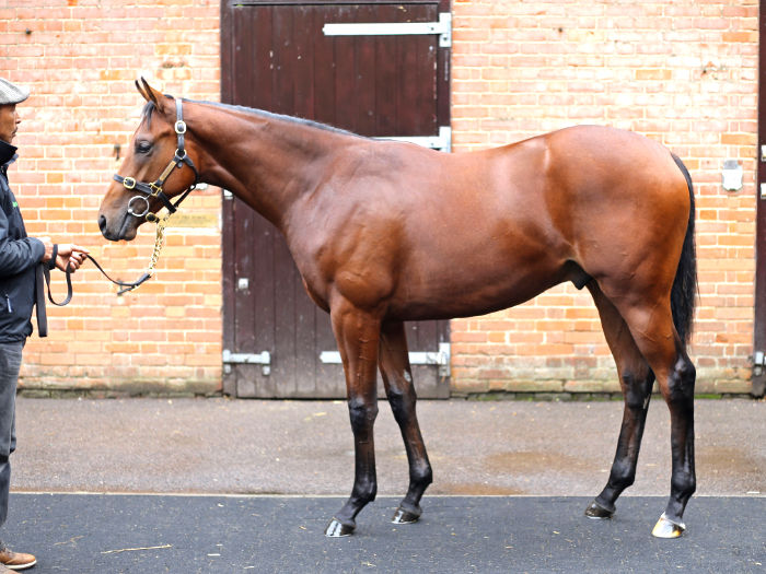 Lot 57 - Helmet (AUS) / Queen's Rose (GB) Ch.F.