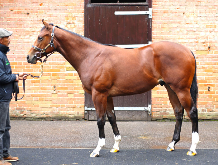 Lot 86 - Pivotal (GB) / Sallabeh (GB) B.F.
