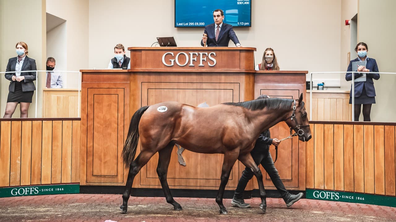 Harry Angel colt 220,000 guineas